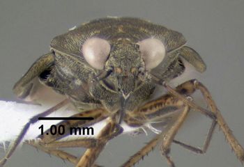 Media type: image;   Entomology 619251 Aspect: head frontal view